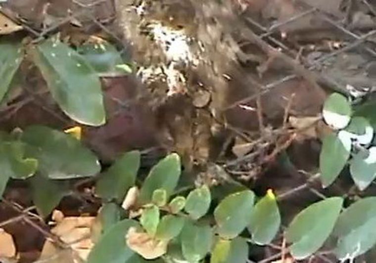 Pericote muerto en la pared del patio interno del centro de salud.