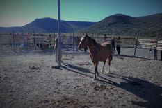 Caballos, asnos y cebras se caracterizan por tener solo un dedo Foto: caballosequs.blogspot.com