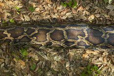 Simplemente increíble.