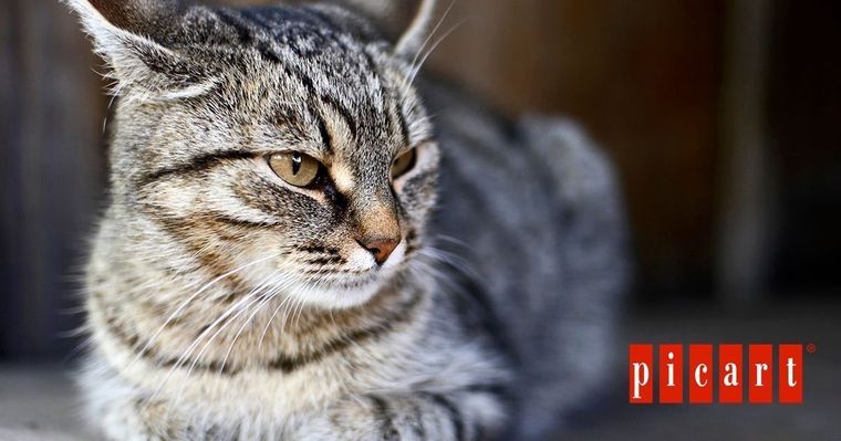 El gato que querrás adoptar como mascota Foto: Archivo