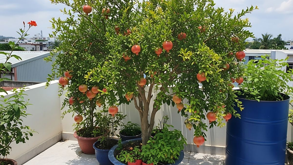 El árbol frutal ideal para jardines pequeños: no rompe pisos y resiste temperaturas extremas