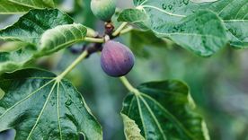 Estos árboles aportan sombra, verde y producción en casas con poco espacio. Foto: Shutterstock Estos árboles aportan sombra, verde y producción en casas con poco espacio. Foto: Shutterstock