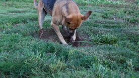 Las mascotas comparten algunos comportamientos entre ellas. Foto: Shutterstock Las mascotas comparten algunos comportamientos entre ellas. Foto: Shutterstock