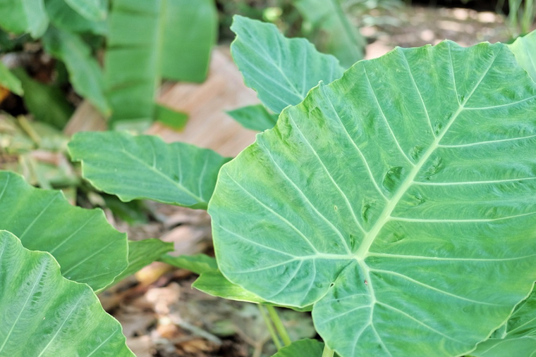 Aprende los cuidados de la planta oreja de elefante. Foto: Pixabay - pixabay.com