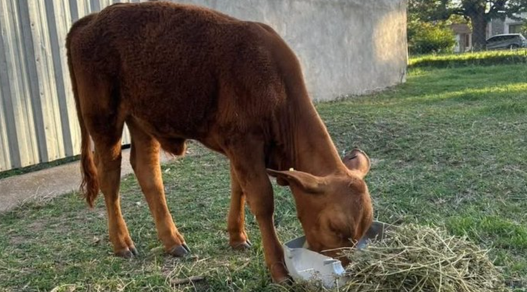 Una cría recién nacida fue donada a la Escuela Primaria Bernardino Rivadavia, en la localidad cordobesa de Hernando, donde un grupo de ladrones ingresó y carneó al ternero Bernie que era la mascota del establecimiento.