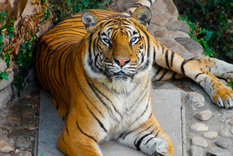 Brisa, murió a los 18 años, una edad bastante longeva para su espece. Foto: Noticias argentinas