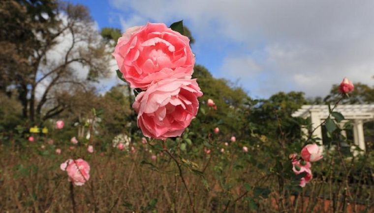 El Rosedal de Palermo cuenta con 18 mil ejemplares distribuidos en casi cuatro hectáreas Foto: GCBA
