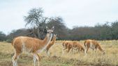 Después de su completa extinción en el Chaco Seco argentino, los guanacos vuelven al parque nacional El Impenetrable. Después de su completa extinción en el Chaco Seco argentino, los guanacos vuelven al parque nacional El Impenetrable.