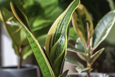 La lengua de suegra es una de las plantas más populares de interior Foto: Shutterstock