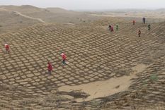 Trabajadores chinos siembran las semillas en las rejillas de heno para evitar que sean llevadas por el viento en el borde del desierto de Maowusu, julio de 2014.