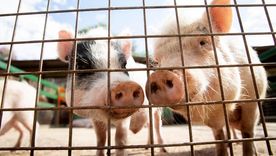 Un brote de triquinosis encendió las alarmas en el sur de Córdoba, donde se confirmaron 13 casos en la localidad de General Cabrera. Foto: Freepik Un brote de triquinosis encendió las alarmas en el sur de Córdoba, donde se confirmaron 13 casos en la localidad de General Cabrera. Foto: Freepik