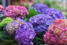 Las hortensias cambian de color.&nbsp;