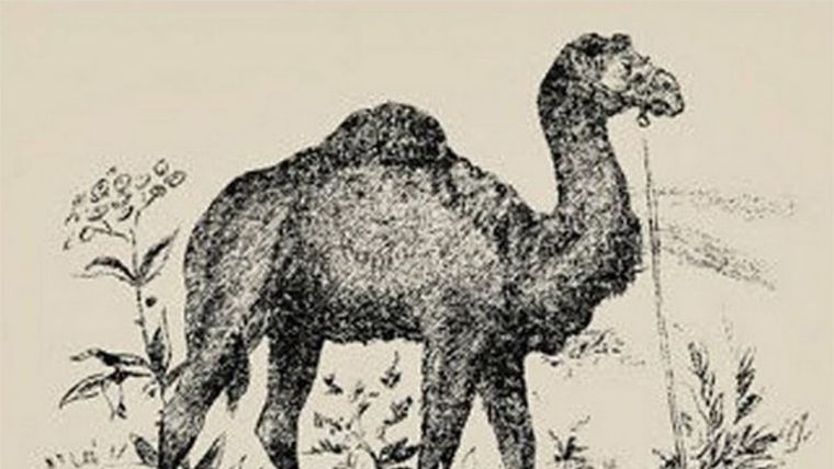 Acertijo visual, reto visual, camello Pinterest Foto: Pinterest