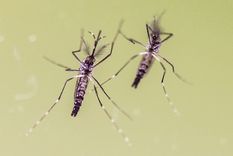 La saliva del mosquito sería clave en la transmisión de la enfermedad. Foto: Archivo MDZ