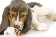 Cuida las patas de tu mascota en simples pasos Foto: Archivo MDZ