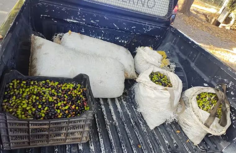 Para los productores olivícolas, el robo de aceitunas no es un fenómeno nuevo en la región Foto: Ministerio de Seguridad