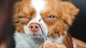 Las garrapatas son un gran peligro para el perro, sobre todo en verano. Foto: Archivo