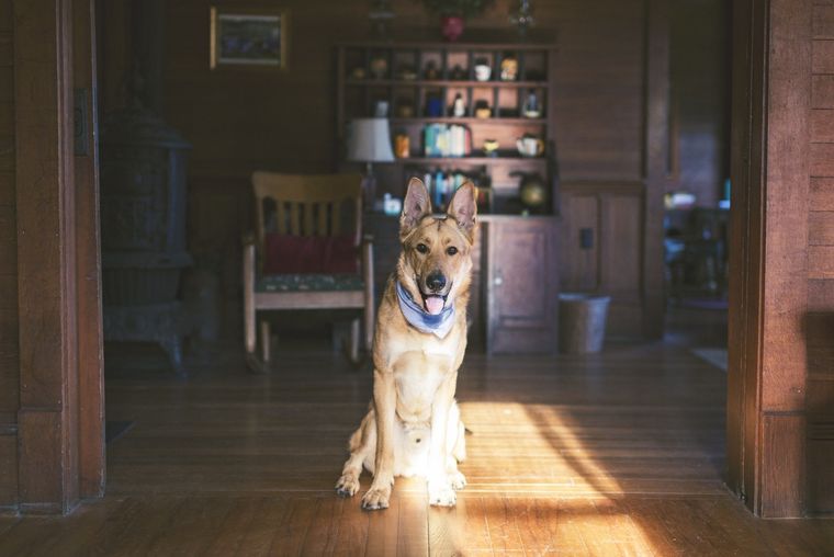 Perros Cuida de tus mascotas aun cuando estás fuera Foto: Pexels