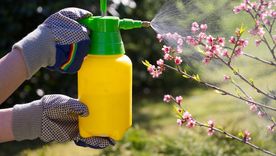 Un repelente casero para el jardín puede ayudar a combatir pulgones y cochinilla. Foto: Shutterstock