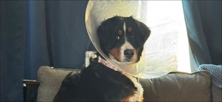 Luna se hizo viral por comerse 44 objetos, entre ellos 24 medias Foto: @coronaanimaler