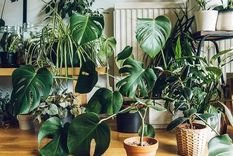 amor por las plantas de la mano de cia. botanica