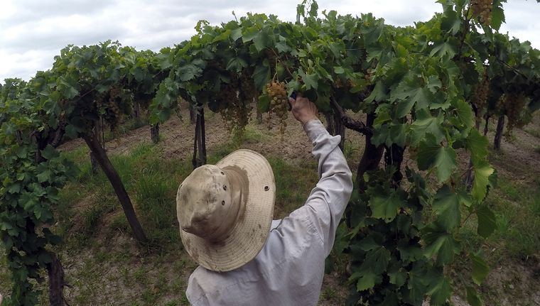 La Unión Europea busca proteger su vino. Foto Archivo La Unión Europea busca proteger su vino. Foto Archivo