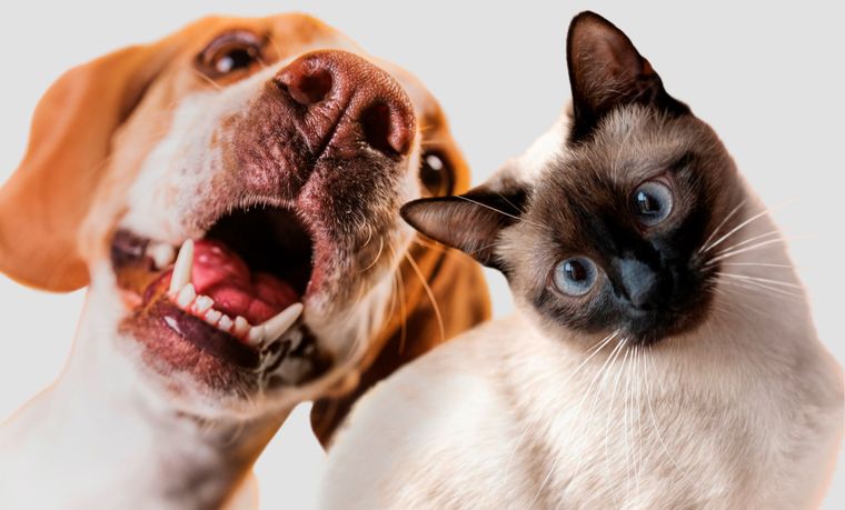 El motivo psicológico por el que tantas personas eligen dormir con sus mascotas El motivo psicológico por el que tantas personas eligen dormir con sus mascotas
