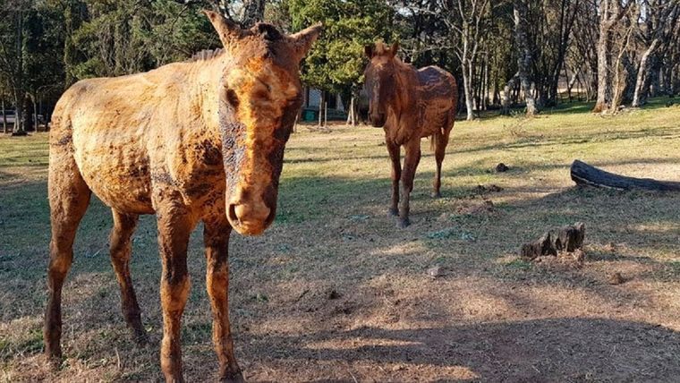Animales afectados por los incendios en las serranías cordobesas durante 2019 Foto: El Doce
