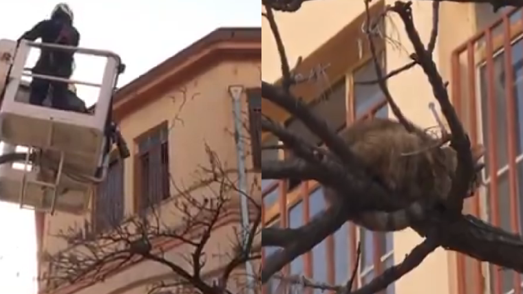 El operativo de rescate del felino se llevó a cabo en la esquina de Crámer y Concepción Arenal.