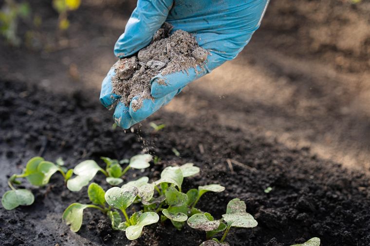 No pierdas la oportunidad de aplicar un abono orgánico en el jardín. Foto: Fuente: Shutterstock