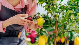 El listado de plantas que deberían podarse durante junio. El listado de plantas que deberían podarse durante junio.