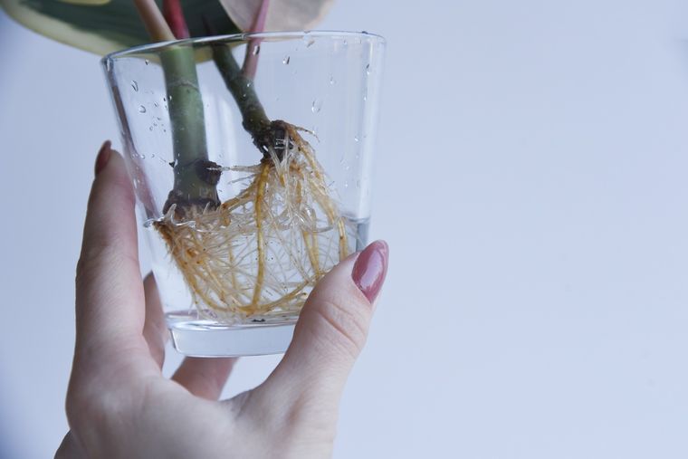 Este enraizante casero es oro puro para las plantas Foto: Shutterstock