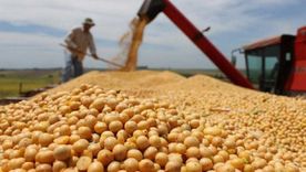 En mayo comenzó a tomar ritmo la cosecha de soja en el país. En mayo comenzó a tomar ritmo la cosecha de soja en el país.