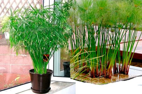 Papiro perfumado. Para conservar su fragancia es importante ubicarla en un lugar luminoso, pero sin sol directo.&nbsp;