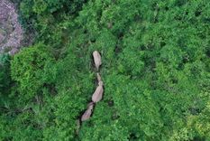 Los científicos señalan que no pueden determinar hacia donde se dirige la manada de elefantes. Foto: GETTY IMAGES