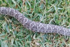 La serpiente fue encontrada por una familia de Luján Foto: Archivo MDZ