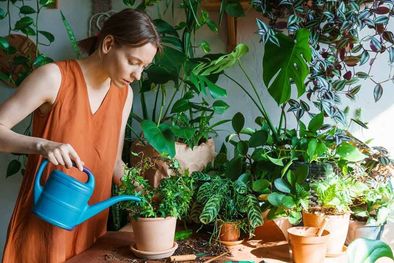 MDZol | Las mejores plantas para tener en tu jardín de interior (Shutterstock). Foto: Archivo