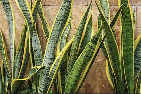 Una planta que necesita cuidados básicos. Foto: Shutterstock