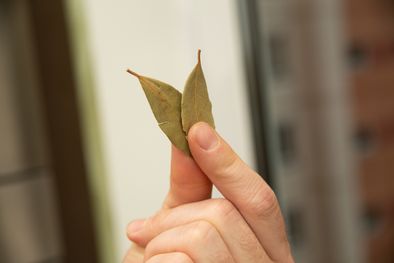 MDZol | Elimina las cucarachas y mantén tu hogar limpio. Foto: Freepik