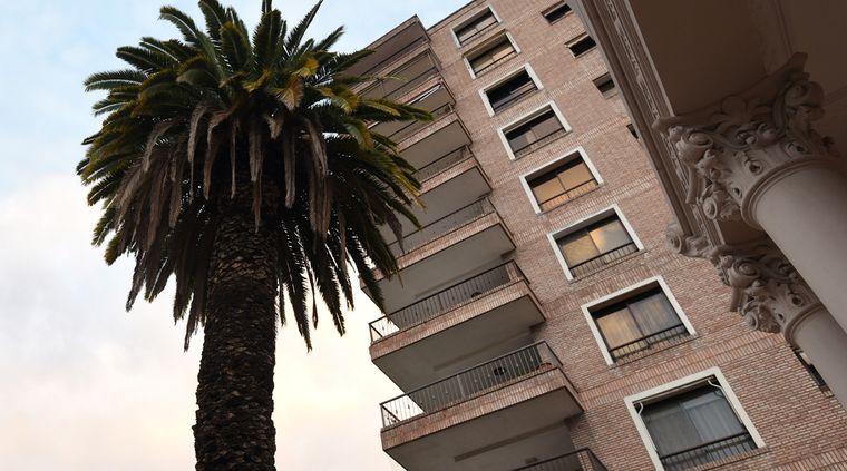 Plantar y cuidar una palmera en tu espacio al aire libre requiere atención y paciencia Foto: ALF PONCE / MDZ