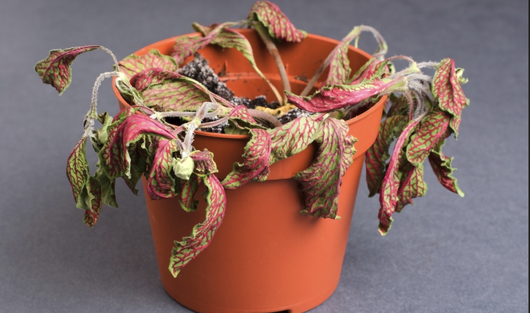 Este tipo de abono es excelente para revivir cualquier tipo de planta Foto: Shutterstock