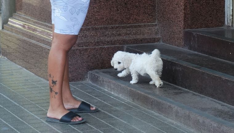 Luján plantea una herramienta digital para unir mascotas y adoptantes. Luján plantea una herramienta digital para unir mascotas y adoptantes.