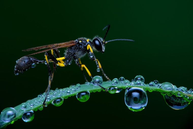 Foto: http://www.smithsonianmag.com/