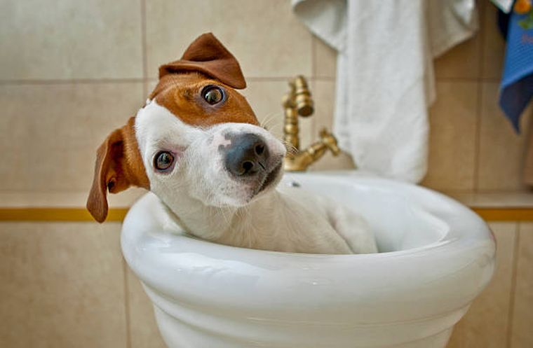 La investigación aporta nuevas pistas sobre las formas que tienen estas mascotas de comunicarse con las personas. La investigación aporta nuevas pistas sobre las formas que tienen estas mascotas de comunicarse con las personas.