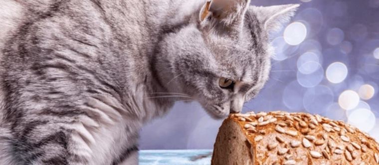 Es común que el gato pida comida de humano cuando la consumimos, averigua si el pan es perjudicial para su salud Foto: Shutterstock