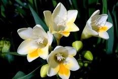 NARDOS Foto: SHUTTERSTOCK