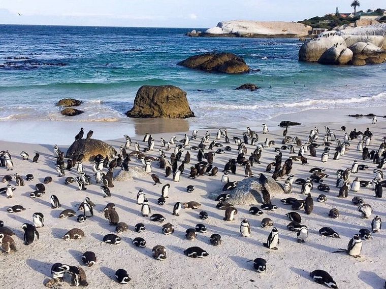 En Ciudad del Cabo se puede visitar a los pingüinos Foto: aubergine_man/Tripadvisor