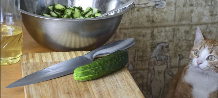 Los gatos suelen temerle a los elementos desconocidos Foto: Shutterstock