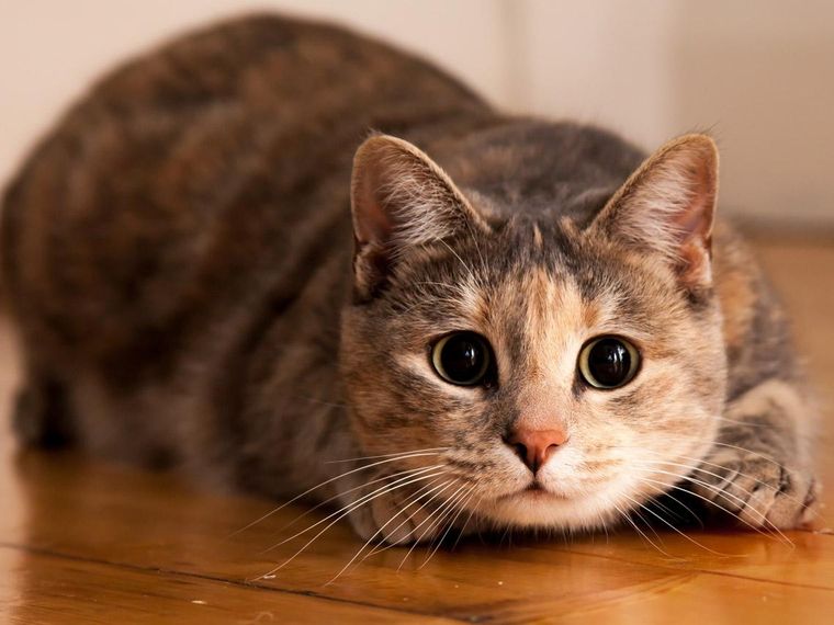 La foto del gato es furor en las redes y despertó la polémica entre los usuarios