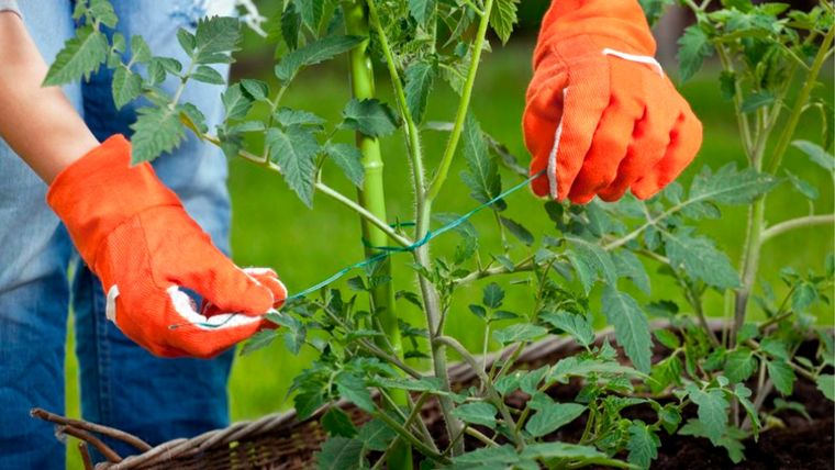 Las plantas atadas a palos o estacas ayudan a protegerlas de los fuertes vientos y lluvias. Foto: jardiland.com